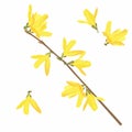 Horizontal branch of spring Forsythia blossoms. Realistic illustration on isolated background.