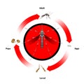 Mosquito life cycle object vector.For education.