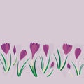 First crocuses spring fresh floral botanical seasonal seamless bottom horizontal border