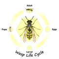 Wasp Life Cycle vector for education.