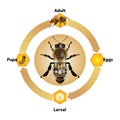 Bee Life Cycle object vector on white background. Royalty Free Stock Photo