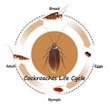 Cockroaches Life Cycle object vector on white background.Isolated.