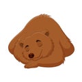 Cartoon funny brown bear sleeping