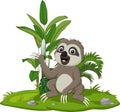 Cute baby sloth sitting on the grass