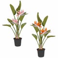 Strelitzia orange pink tropical flower bouquets  set isolated on white. Green leaves, orange and pink blossom design set. Royalty Free Stock Photo