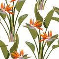 Bird of paradise tropical orange flower seamless pattern. Jungle exotic plant for fabric design. South African blossom flower, str Royalty Free Stock Photo