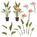 Strelitzia orange tropical flower bouquets set isolated on white. Green leaves, orange and pink blossom design set. Royalty Free Stock Photo