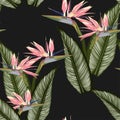 Bird of paradise tropical pink flower and leaves seamless pattern. Jungle exotic plant for fabric design. Royalty Free Stock Photo