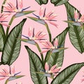 Bird of paradise tropical pink flower seamless pattern. Jungle exotic plant for fabric design. South African blossom flower. Royalty Free Stock Photo