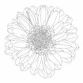 Beautiful monochrome, line, black and white gerbera flower isolated. Hand-drawn contour lines and strokes. Royalty Free Stock Photo