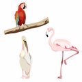 Hand drown illustration of pink flamingo, macaw parrot and pelican bird. Exotic bird set. Royalty Free Stock Photo