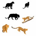 Hand drown illustration of jaguar and leopard animals. Exotic safari set.