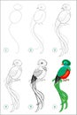 How to draw step by step cute bird quetzal. Educational page for kids. Back to school. Developing children skills for drawing.