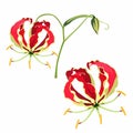 Vector outline Gloriosa superba or flame lily or glory lily, stem with tropical red flower. Royalty Free Stock Photo