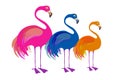 Colorful flamingos trio with birds of pink, blue and orange colors Royalty Free Stock Photo