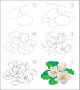 Page shows how to learn to draw step by step beautiful jasmine flowers. Developing children skills for drawing and coloring. Royalty Free Stock Photo