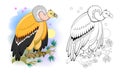 Colorful and black and white page for coloring book for kids. Illustration of a cute vulture. Predatory bird.