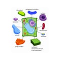 Labelled diagrams of typical plant cells with editable layers.