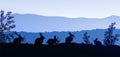 Group of rabbits in the meadow. Natural forest. Wild animals. Mountains horizon hills silhouettes. Sunrise and sunset.