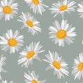 Chamomile Daisy Wildflower Background. Seamless Pattern on grey. Hand Drawn Textile. Spring and Summer Meadow.