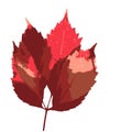 The vector illustration of autumnal leaf in red color tones