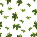 Seamless floral pattern. Background with ivy leaves. Plants texture for design. White background. Royalty Free Stock Photo