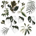 Realistic illustration set of tropical leaves and plants isolated on white background. Detailed colorful plant collection. Royalty Free Stock Photo