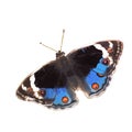 The vector illustration of Blue Pansy butterfly isolated in white Royalty Free Stock Photo