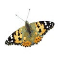 The realistic vector illustration of painted lady butterfly isolated in white Royalty Free Stock Photo