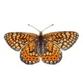 The high quality vector butterfly illustration of marsh fritillary isolated in white