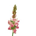 The vector illustration of pink sainfoin flower in white background  , Onobrychis , Fabaceae Royalty Free Stock Photo