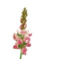 The vector illustration of pink sainfoin flower in white background , Onobrychis , Fabaceae