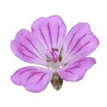 The vector illustration of pink geranium flower in white background