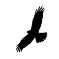 Vector illustration of flying harrier hawk , black and white silhouette Royalty Free Stock Photo