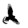 Vector illustration of flying Kestrel , black and white silhouette Royalty Free Stock Photo