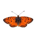 Melitaea persea , The high quality vector butterfly illustration of Melitaea fritillary isolated in white