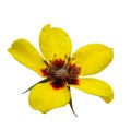 The vector illustration of yellow wild rose flower in white background , Rosa persica