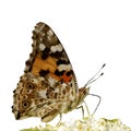 The realistic vector illustration of Painted lady butterfly isolated in white , Vanessa cardui Royalty Free Stock Photo