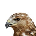 The vector illustration of buzzard portrait in white background Royalty Free Stock Photo