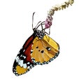 The realistic vector illustration of plain tiger or African queen butterfly isolated in white , Danaus chrysippus