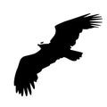 Vector illustration silhouette of flying eagle , black and white Royalty Free Stock Photo