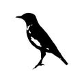 The vector illustration silhouette of Wheatear bird sitting on ground in white background