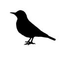 The vector illustration silhouette of thrush bird sitting on ground in white background