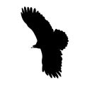 Vector illustration silhouette of flying eagle , black and white Royalty Free Stock Photo