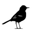 The vector illustration silhouette of wagtail bird sitting on ground in white background