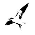 Vector illustration silhouette of flying tern , black and white