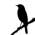 The silhouette vector illustration of passerine bird sitting on stick in white background