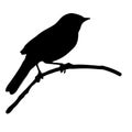 The silhouette vector illustration of passerine bird sitting on stick in white background