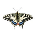 The high quality vector illustration of Papilio machaon swallowtail butterfly isolated in white Royalty Free Stock Photo