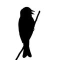 The silhouette vector illustration of passerine singing bird sitting on stick in white background